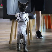 HKM-4951357 Waterproof Four-Legged Dog Raincoat for Small to Medium Pets, Clear White and Black Options