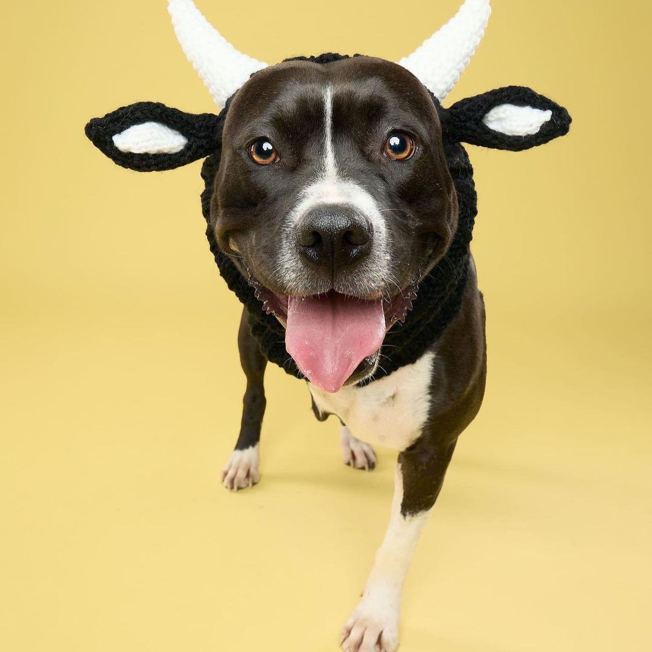 HKM-5001789 Knitted Thermal and Windproof Dog Hat for All Seasons - Available in Various Designs