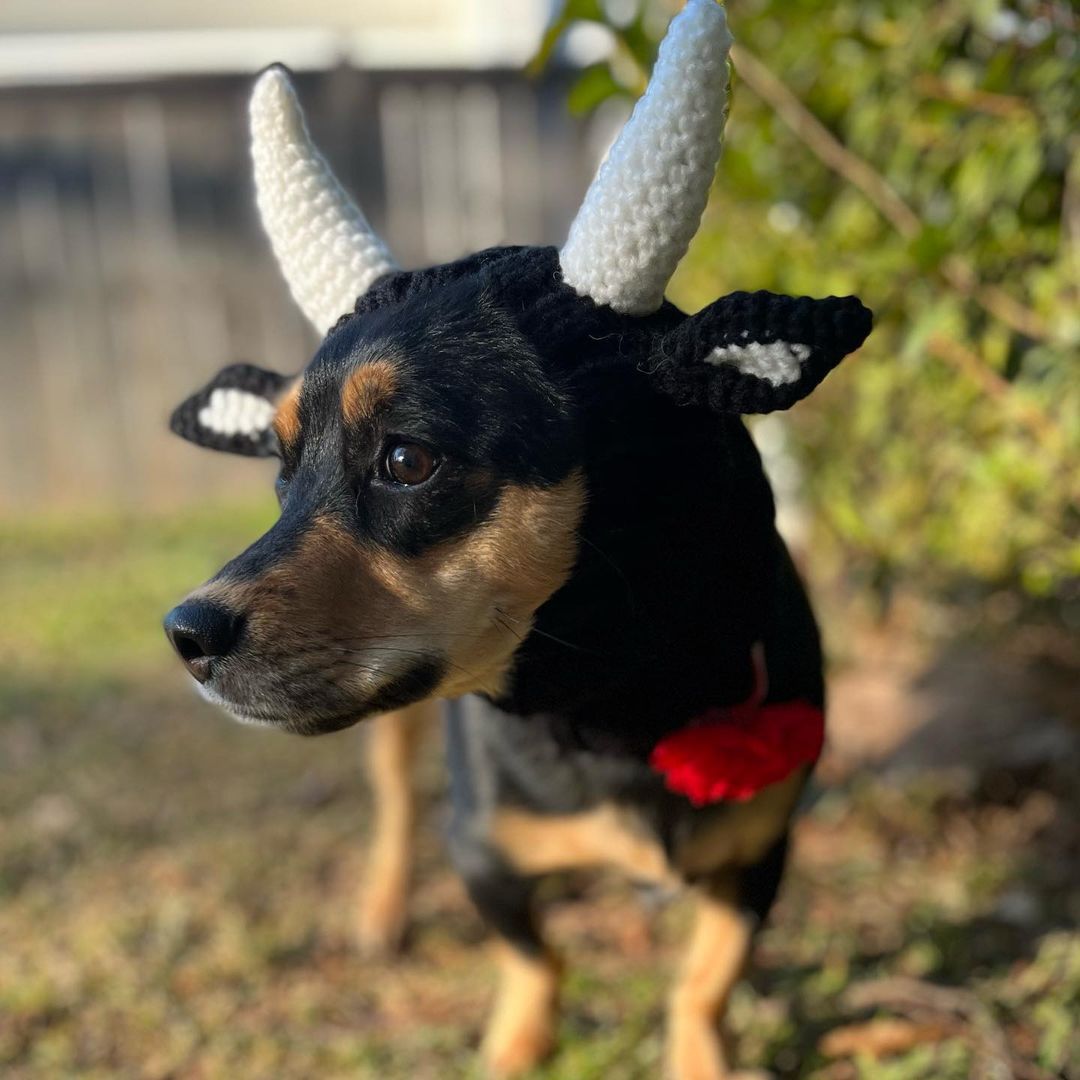HKM-5001789 Knitted Thermal and Windproof Dog Hat for All Seasons - Available in Various Designs