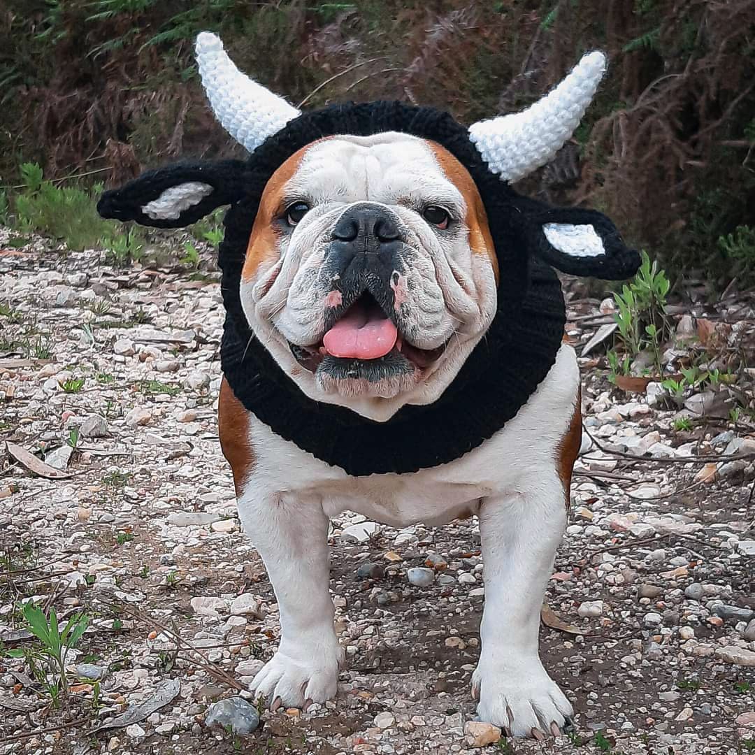 HKM-5001789 Knitted Thermal and Windproof Dog Hat for All Seasons - Available in Various Designs