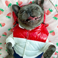 HKM-5013181 Three-Color Cotton-Padded Pet Vest for Autumn and Winter - Sizes XS to 2XL