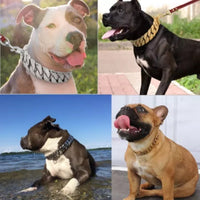HKM-5049277 Gold Stainless Steel Dog Collar - 32mm Width, Multiple Lengths Available (40cm to 65cm)