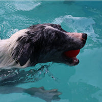 HKM-515795 Pet Dog Bouncy Ball, Bite-resistant Solid Ball, Rubber Bite