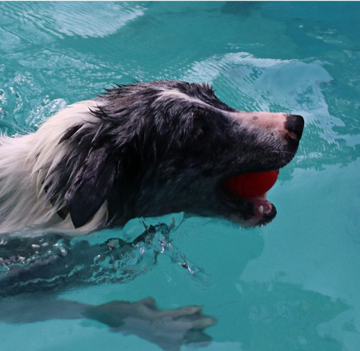 HKM-515795 Pet Dog Bouncy Ball, Bite-resistant Solid Ball, Rubber Bite