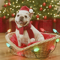 HKM-5165245 Plush Holiday Pet Hat with Windproof Design for Christmas Celebrations