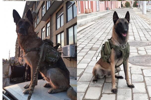 HKM-5182525 Tactical Outdoor Dog Vest in Black, Brown, Green, and Camouflage - Sizes M, L, XL Available