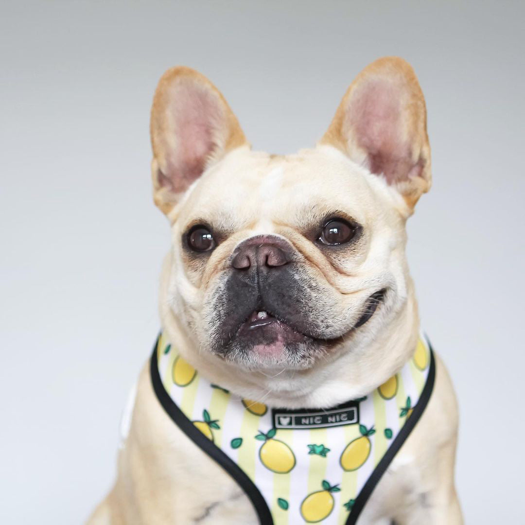 HKM-5187389 Lemon Pattern Printed Breathable Mesh Pull Rope Leash for Pets, 1.35m Length