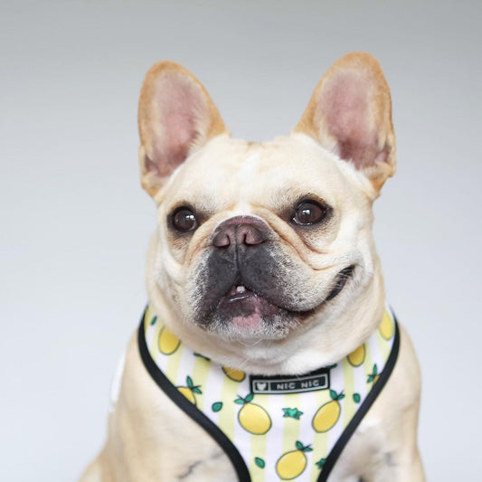 HKM-5187389 Lemon Pattern Printed Breathable Mesh Pull Rope Leash for Pets, 1.35m Length