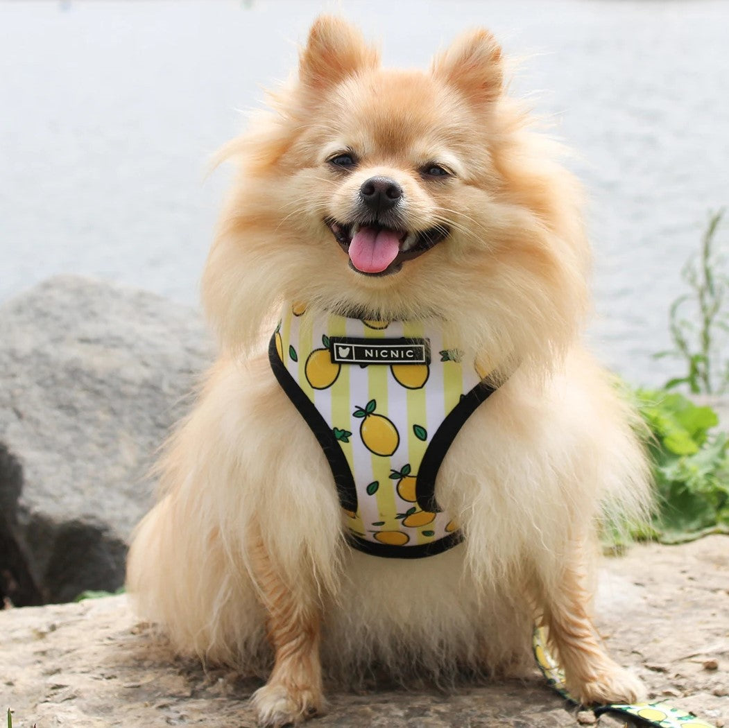 HKM-5187389 Lemon Pattern Printed Breathable Mesh Pull Rope Leash for Pets, 1.35m Length