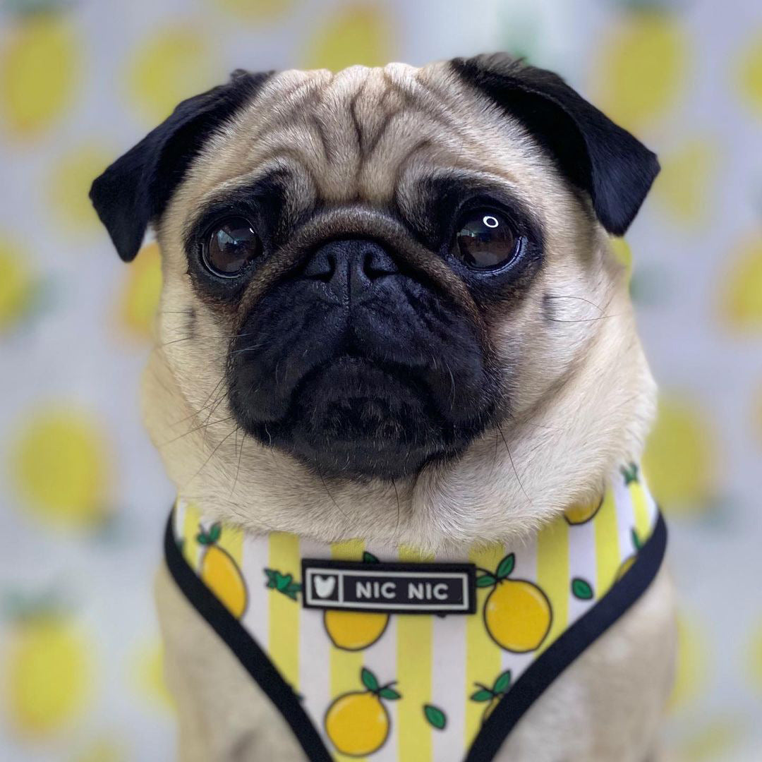 HKM-5187389 Lemon Pattern Printed Breathable Mesh Pull Rope Leash for Pets, 1.35m Length