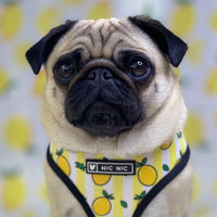 HKM-5187389 Lemon Pattern Printed Breathable Mesh Pull Rope Leash for Pets, 1.35m Length