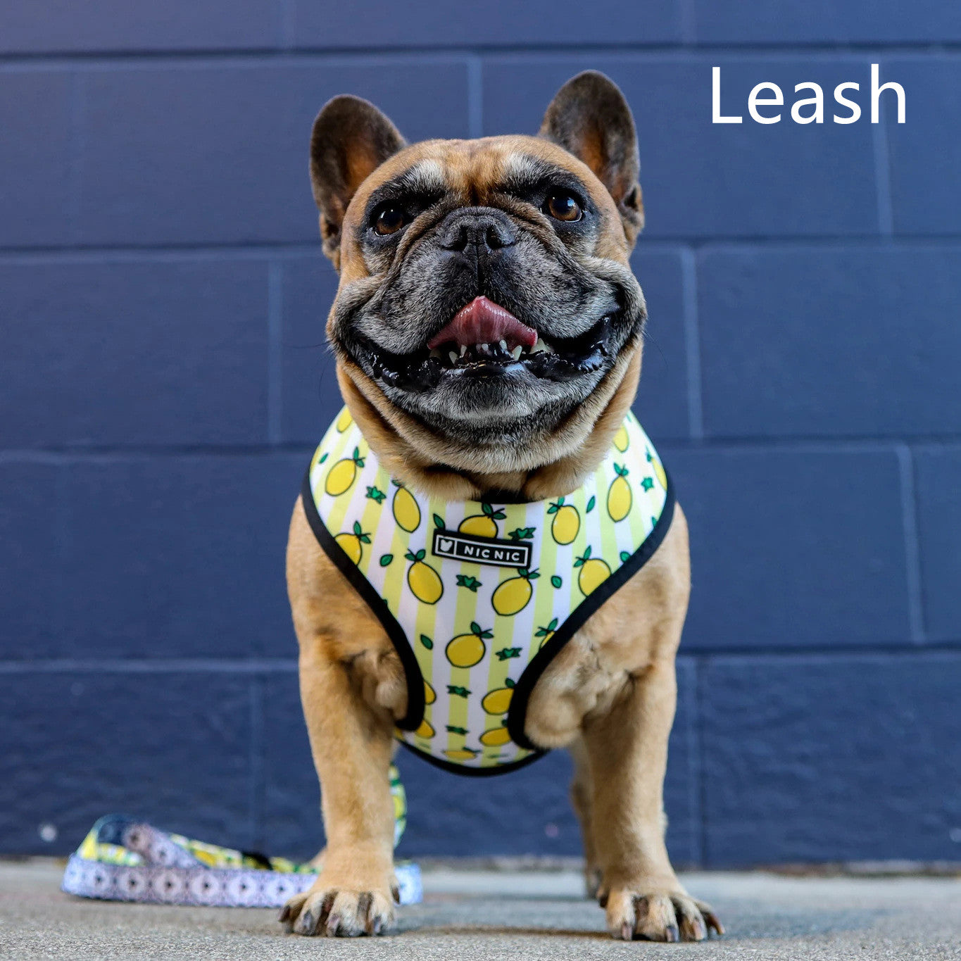 HKM-5187389 Lemon Pattern Printed Breathable Mesh Pull Rope Leash for Pets, 1.35m Length