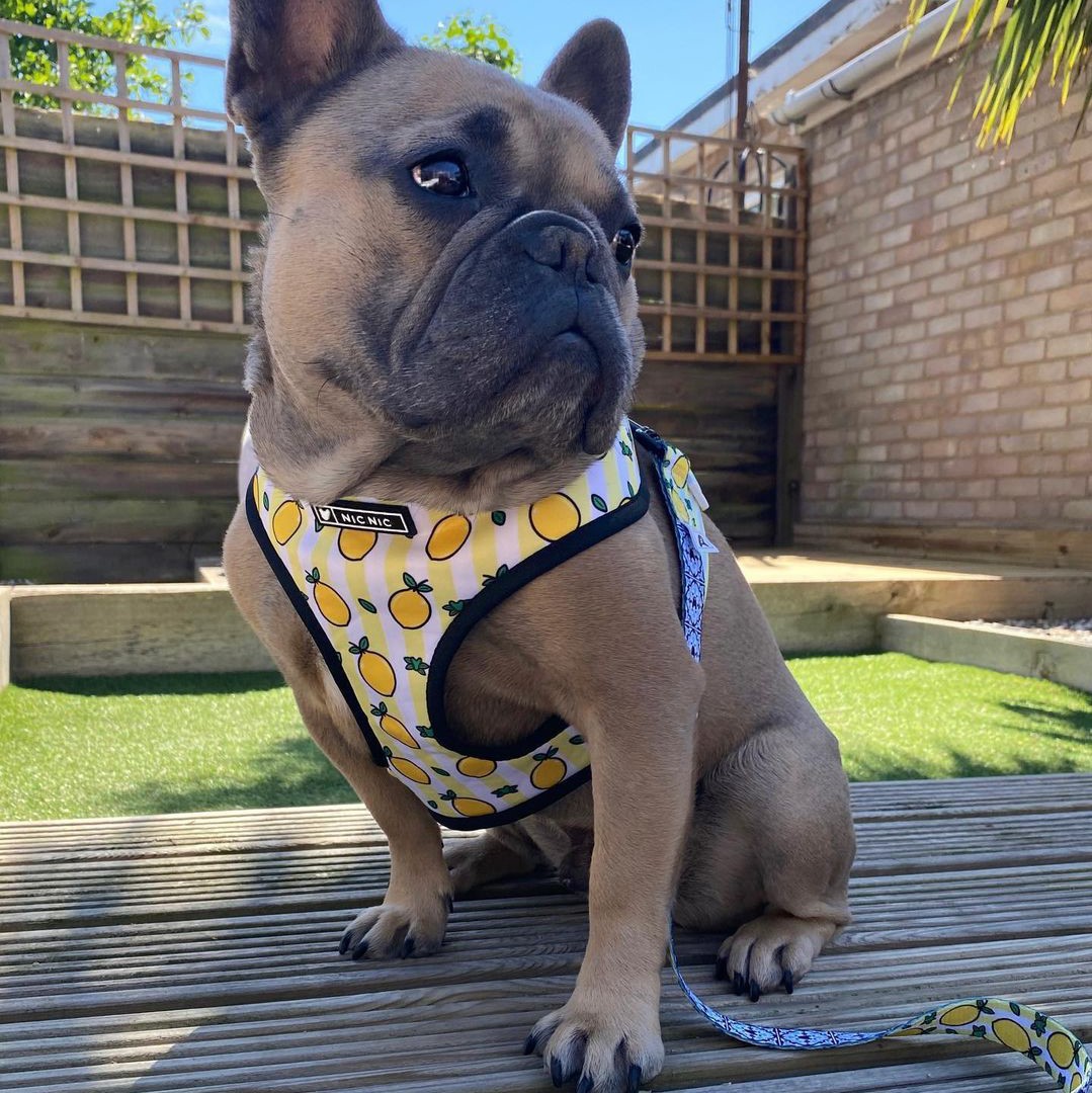 HKM-5187389 Lemon Pattern Printed Breathable Mesh Pull Rope Leash for Pets, 1.35m Length