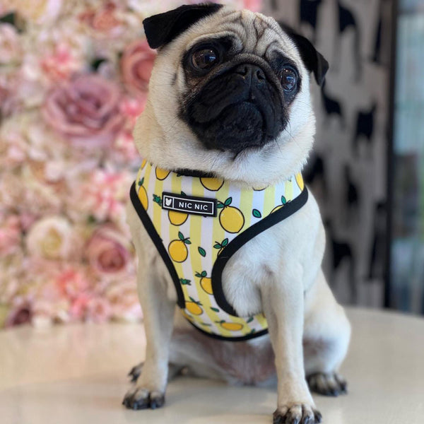 HKM-5187389 Lemon Pattern Printed Breathable Mesh Pull Rope Leash for Pets, 1.35m Length