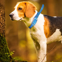 HKM-5228605 Reflective Night Safety Collar for Cats and Dogs ¨C Adjustable Free Size in Various Colors