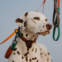 HKM-5264957 Retro Dog Collar and Traction Rope Set - PVC Polymer for Comfortable Walking