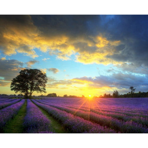 HKM-527315 Digital Oil Painting - Sunset Lavender Landscape, Pure Hand-Painted, 40x50CM, Frameless Linen Art