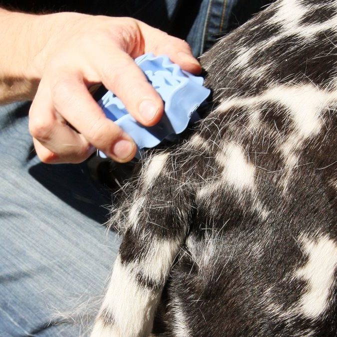 HKM-5278141 Grooming and Shampooing Dog Brush - Blue, for Healthy Coat and Skin Care