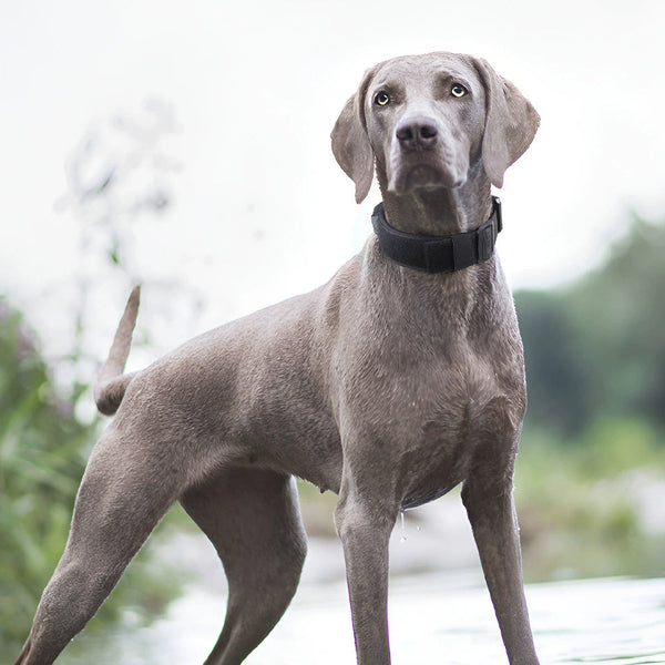 HKM-529363 Explosion-proof Tactical Pet Collar in Multiple Colors – Durable Polyester Material