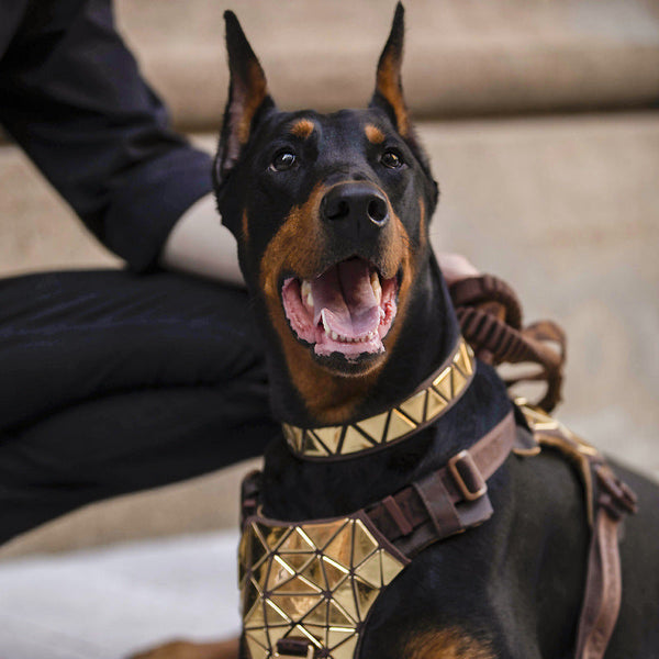 HKM-5297213 Sequined Leather Dog Vest with Traction Rope - Multiple Color Options Available
