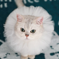 HKM-5305661 Royal Pet Cat Cape with Lace Collar and Crown - Red, Black, Green, White Sizes S & M