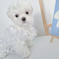 HKM-5379517 Cute White Lace Tulle Dog Skirt with Embroidery for Summer Wear