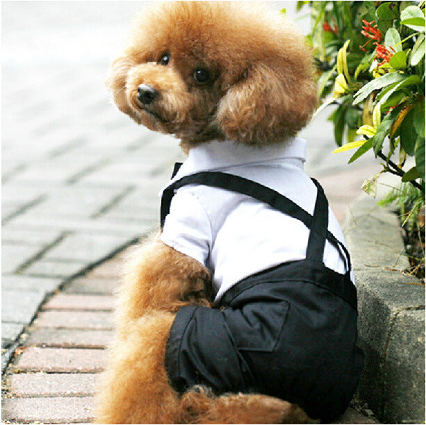 HKM-5388861 Elegant Pet Wedding Outfit with Stylish Trousers - Casual Cloth Design in Multiple Sizes