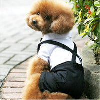 HKM-5388861 Elegant Pet Wedding Outfit with Stylish Trousers - Casual Cloth Design in Multiple Sizes