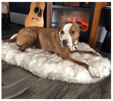 HKM-5398077 Plush Warm Pet Blanket for Cozy Snuggling and Protection on Sofas and Beds