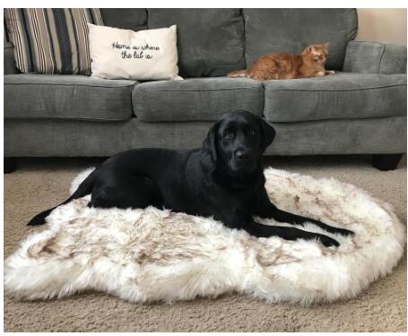 HKM-5398077 Plush Warm Pet Blanket for Cozy Snuggling and Protection on Sofas and Beds