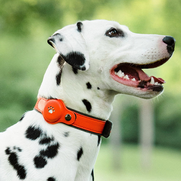 HKM-5508029 Anti-Lost Pet Positioning Collar with Locator Pendant - Multiple Color Options Available