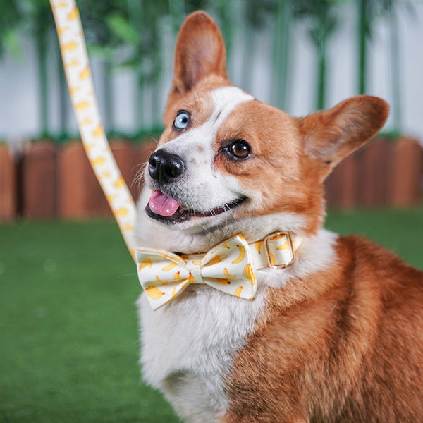HKM-5583165 Yellow Polyester Dog Traction Rope - Available in S, M, L, XL Sizes