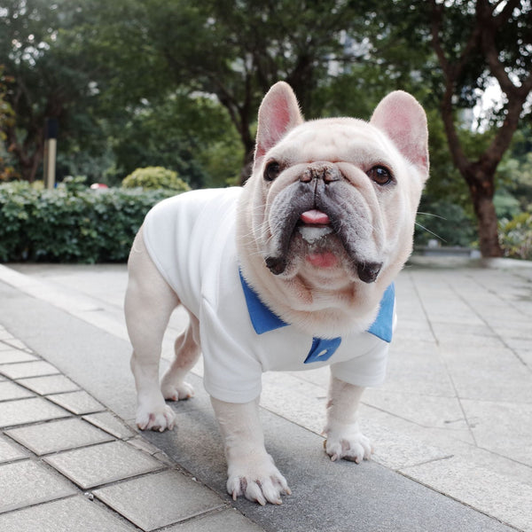HKM-5637693 Plus Size Colorblock Dog Polo Shirt for Autumn and Winter, Casual Style in Blue and White