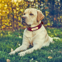 HKM-5648701 Personalized Cowhide Dog Collar with Nameplate ID Tag for Medium to Large Dogs