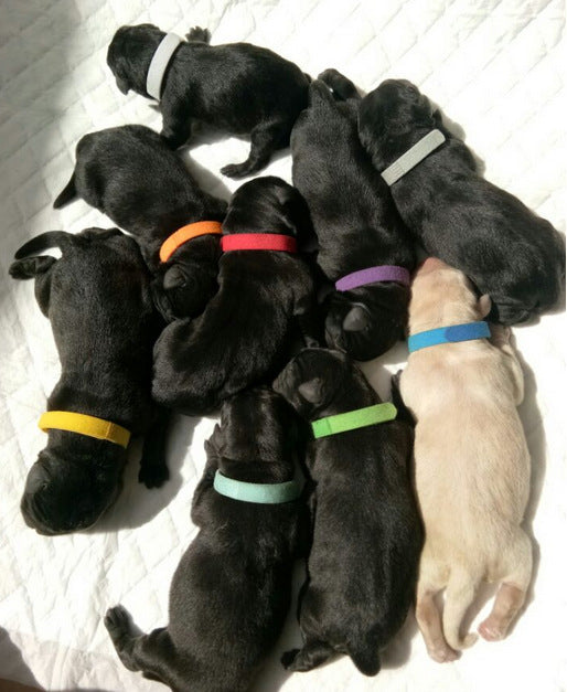 HKM-5677629 Newborn Dog Identification Collars - Nylon, Various Sizes (S-XXL) for Easy Pet ID Tracking