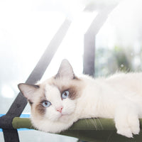 HKM-5698493 Window Sill Cat Hammock with Suction Cups - Comfortable Pet Bed in Green and Blue, Holds up to 35 kg