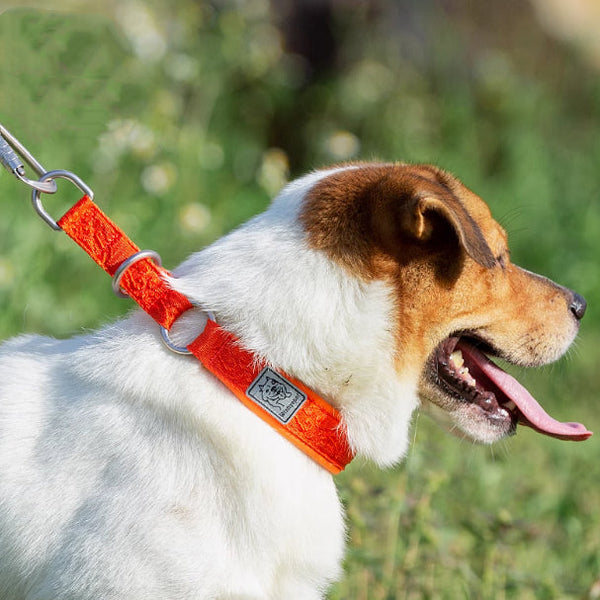 HKM-5725885 Durable Nylon Dog Walking Collar - Reflective Options in Multiple Colors & Sizes