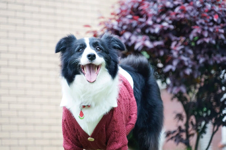 HKM-5787837 Cozy Casual Cardigan for Large Dogs - Cotton and Polyester Blend, Sizes 8 to 12