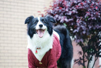 HKM-5787837 Cozy Casual Cardigan for Large Dogs - Cotton and Polyester Blend, Sizes 8 to 12