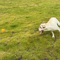 HKM-5836349 Durable Interactive Dog Rope Fetch Toy for Medium and Large Dogs - Teeth Cleaning Pumpkin Design