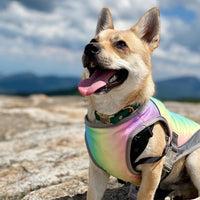 HKM-5863101 Cooling Dog Vest in Dark Blue & Rainbow - Summer Pet Apparel in Multiple Sizes