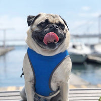HKM-5863101 Cooling Dog Vest in Dark Blue & Rainbow - Summer Pet Apparel in Multiple Sizes