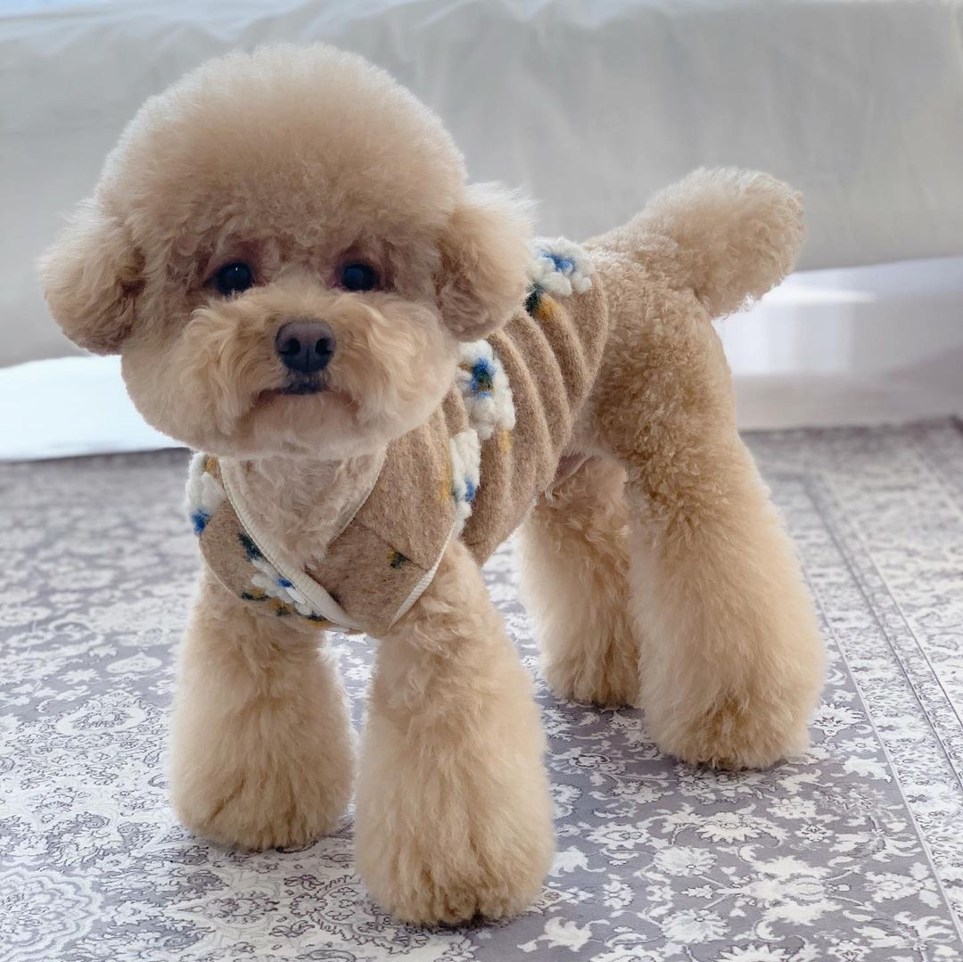 HKM-5901629 Warm Lamb Wool Flower Pet Vest Jacket for Dogs - Sleeveless Cardigan in Multiple Sizes