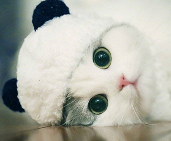 HKM-5925309 Adorable Panda Pet Hat - Wool, Sizes S, M, L for Cats and Teacup Dogs