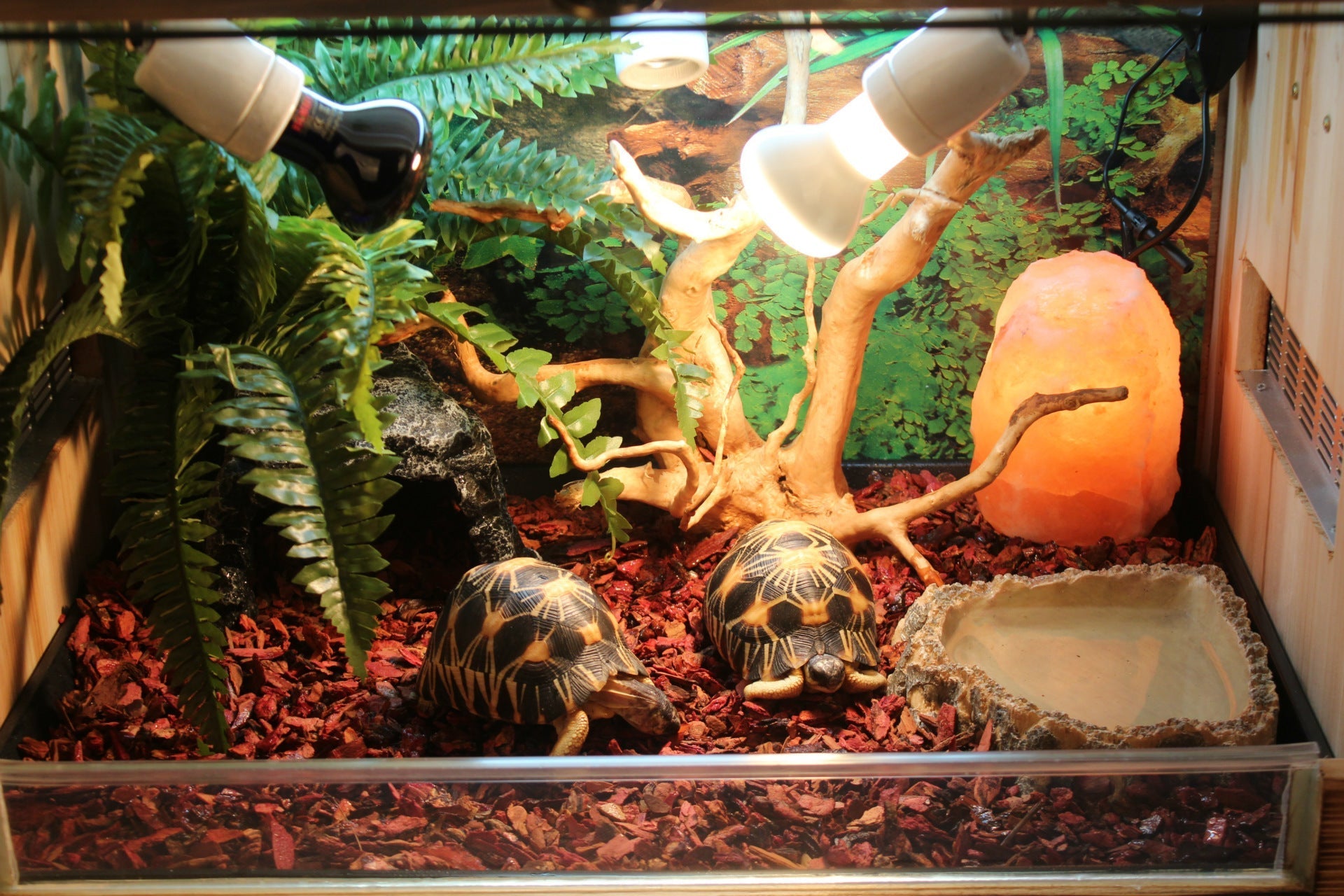 HKM-5951549 Large and Small Reptile Cave Hideout for Tortoises, Snakes, and Lizards - Durable Resin Design