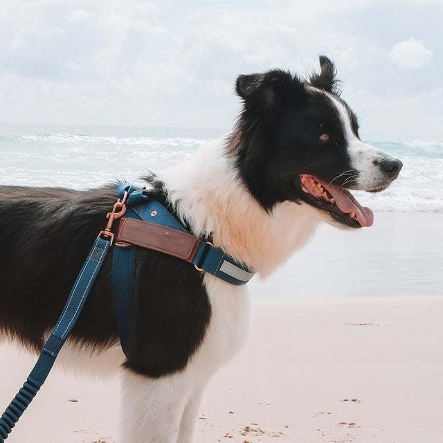HKM-5973821 Reflective Dog Chest Strap for Night Safety - Multiple Sizes Available