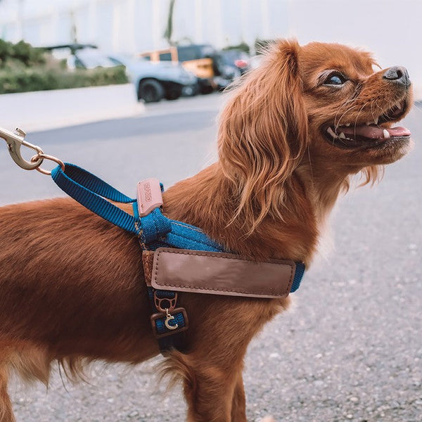 HKM-5973821 Reflective Dog Chest Strap for Night Safety - Multiple Sizes Available