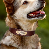 HKM-5976381 Genuine Cowhide Engraved Anti-Loss Dog Collar - Dark Brown, Multiple Sizes Available