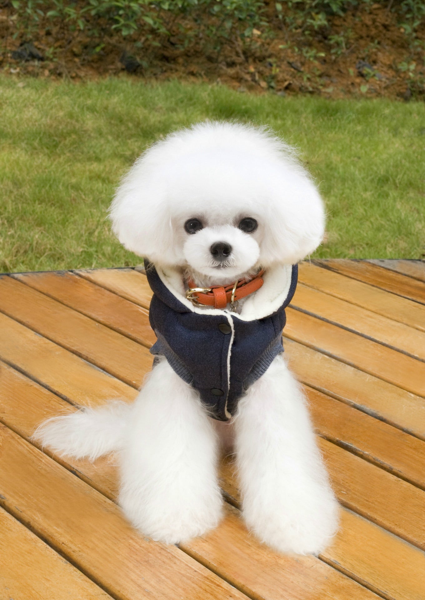 HKM-6094525 Cozy Cotton-Padded Clothing for Pets - Casual Two-Leg Design in Dark Colors