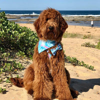 HKM-6103229 Double Printed Cotton Triangle Scarf for Dogs - Available in Three Sizes